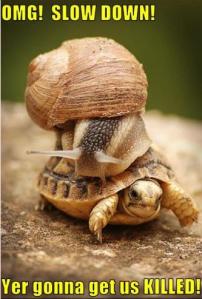 snail_riding_turtle-273